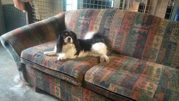 dog-on-couch